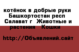 котёнок в добрые руки - Башкортостан респ., Салават г. Животные и растения » Кошки   